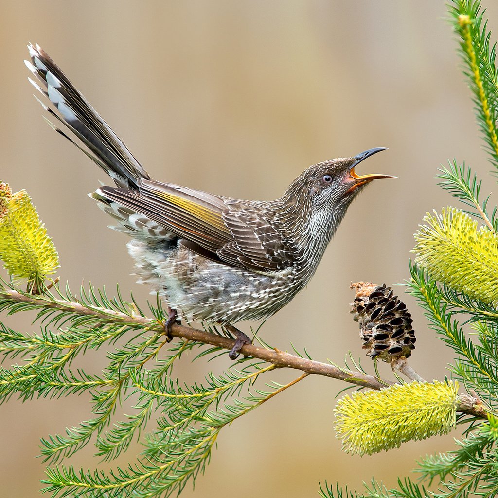 Обои цветы, хвост, ветка, сережчатый медосос, листья, anthochaera chrysoptera, птица, клюв, перья, шишка, австралия, flowers, tail, branch, surikaty honeyeater, leaves, bird, beak, feathers, bump, australia разрешение 2048x1359 Загрузить