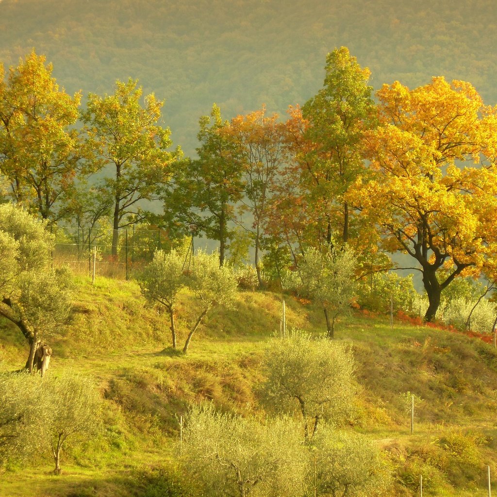 Обои деревья, холмы, пейзаж, осень, trees, hills, landscape, autumn разрешение 2880x2160 Загрузить