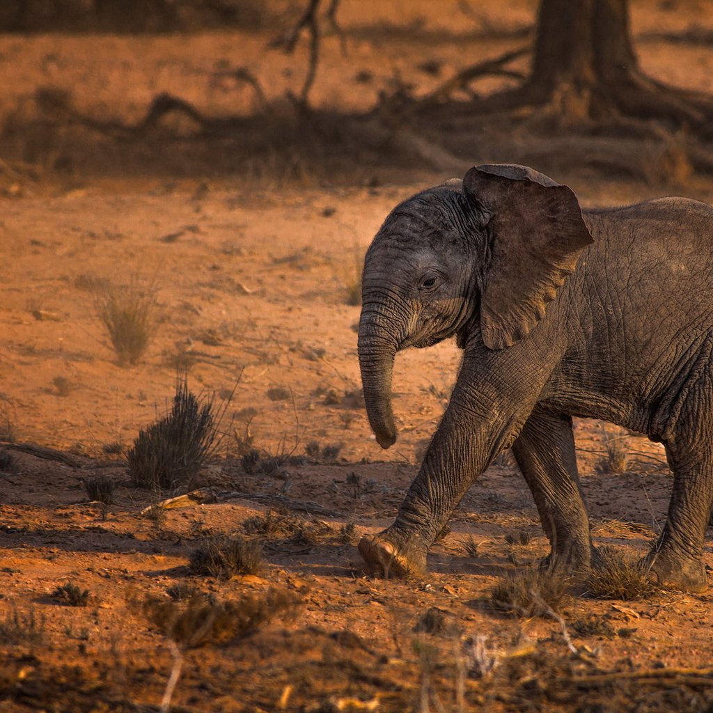 Обои природа, слон, африка, слоненок, nature, elephant, africa разрешение 1999x1290 Загрузить