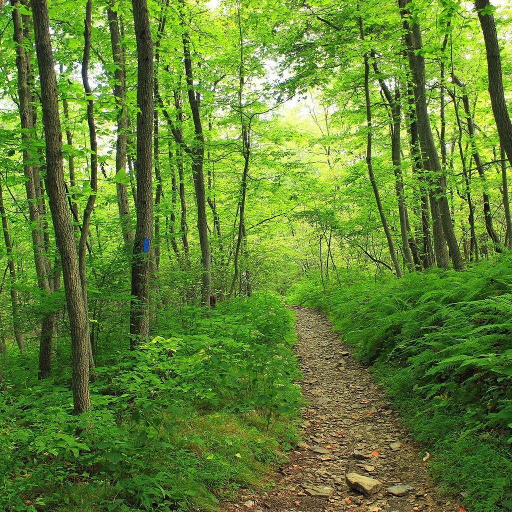 Обои деревья, природа, лес, тропинка, trees, nature, forest, path разрешение 2880x1920 Загрузить