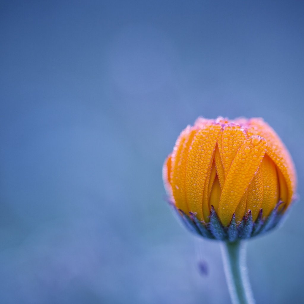 Обои фон, цветок, роса, капли, бутон, background, flower, rosa, drops, bud разрешение 2048x1365 Загрузить