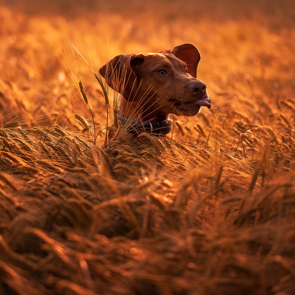 Обои природа, поле, собака, колосья, животное, пес, голова, nature, field, dog, ears, animal, head разрешение 2048x1149 Загрузить