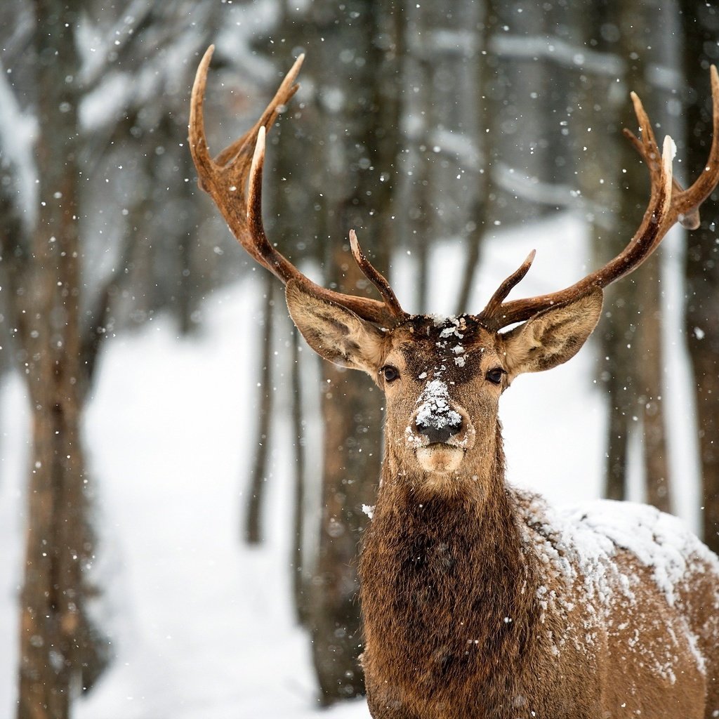 Обои деревья, снег, лес, олень, зима, рога, trees, snow, forest, deer, winter, horns разрешение 2560x1600 Загрузить