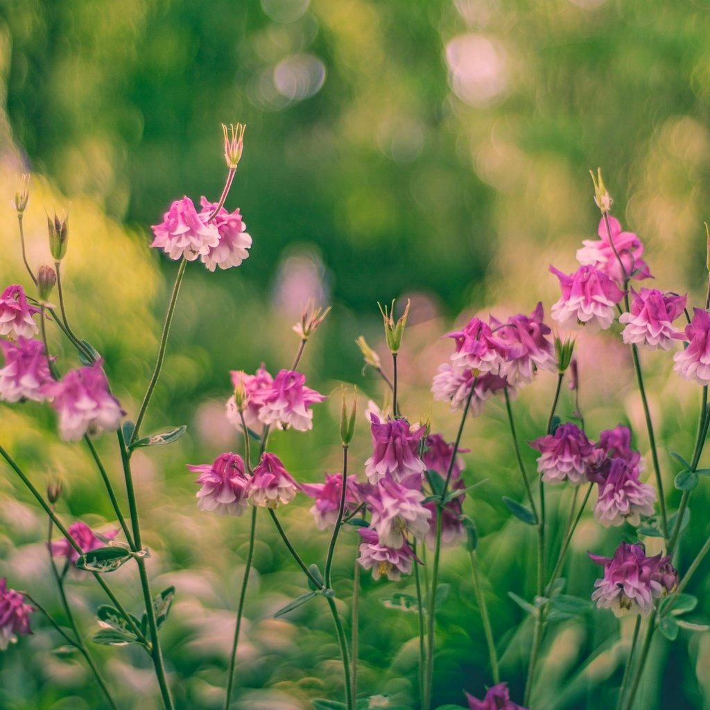 Обои цветы, бутоны, листья, стебли, боке, водосбор, flowers, buds, leaves, stems, bokeh, the catchment разрешение 2048x1365 Загрузить