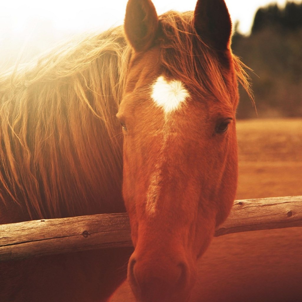 Обои лошадь, природа, забор, солнечный свет, horse, nature, the fence, sunlight разрешение 1920x1200 Загрузить