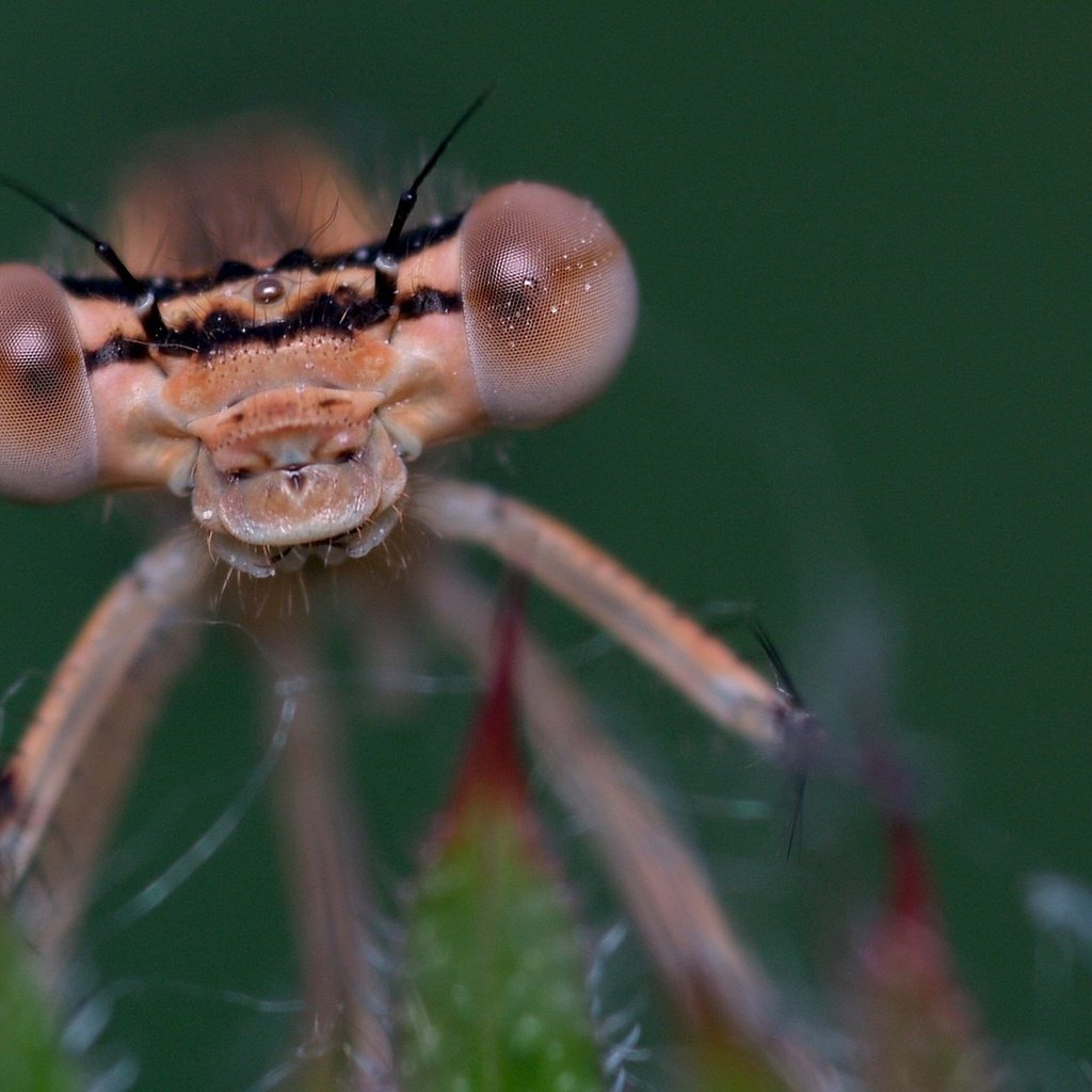 Обои глаза, макро, насекомое, стрекоза, eyes, macro, insect, dragonfly разрешение 1920x1280 Загрузить