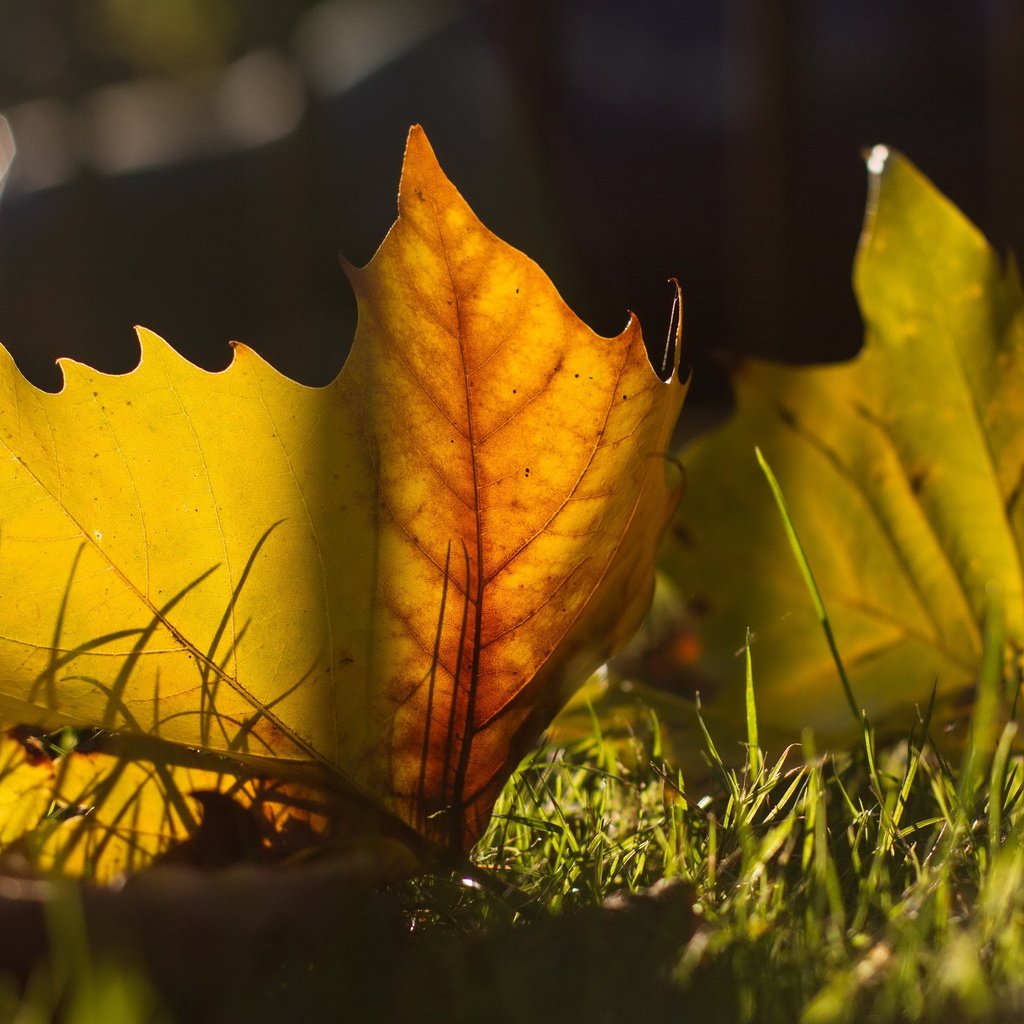 Обои листья, макро, осень, leaves, macro, autumn разрешение 2560x1600 Загрузить