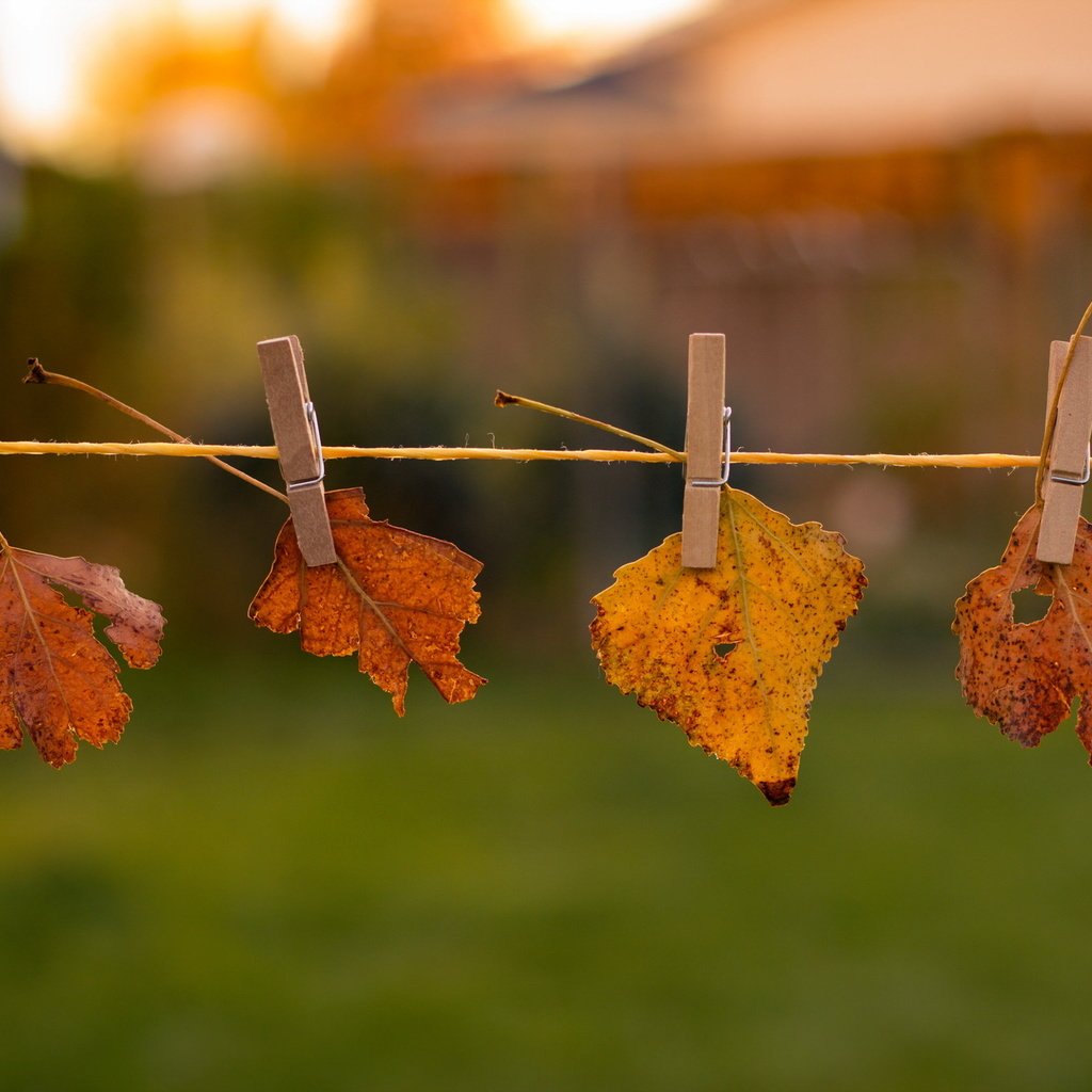 Обои природа, листья, осень, nature, leaves, autumn разрешение 2048x1365 Загрузить