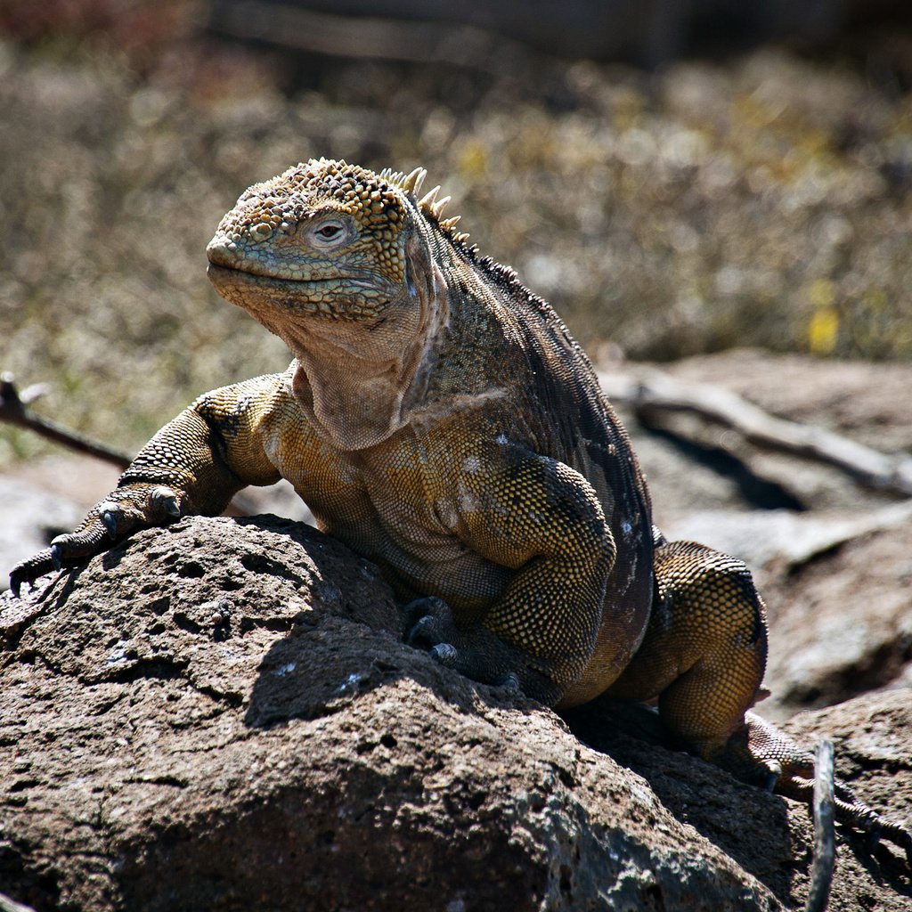 Обои природа, ящерица, игуана, nature, lizard, iguana разрешение 1920x1200 Загрузить