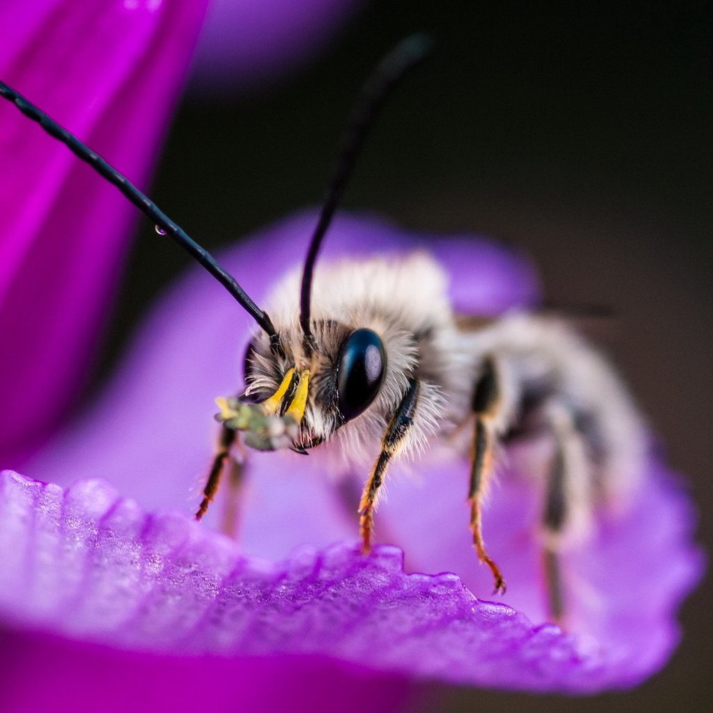 Обои макро, насекомое, фон, цветок, пчела, macro, insect, background, flower, bee разрешение 1920x1200 Загрузить