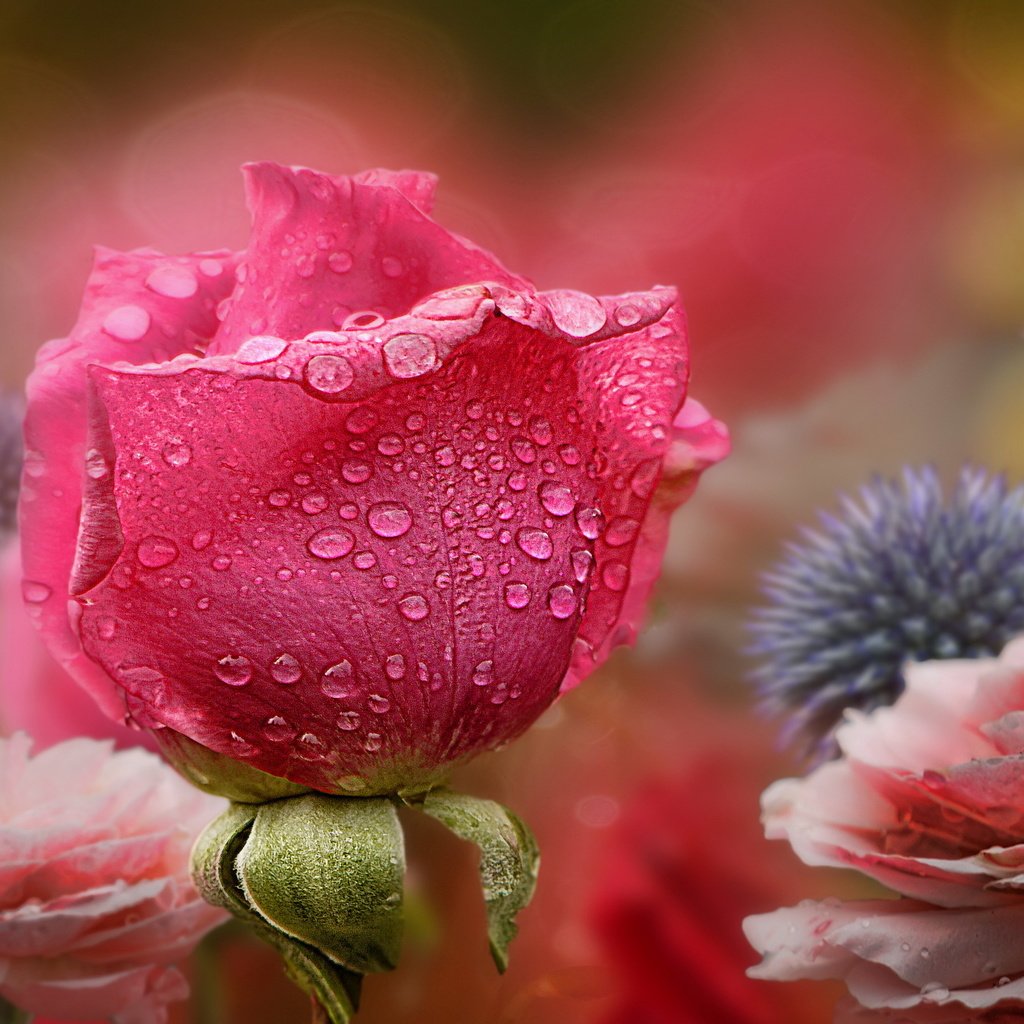 Обои цветы, природа, роза, flowers, nature, rose разрешение 2560x1440 Загрузить