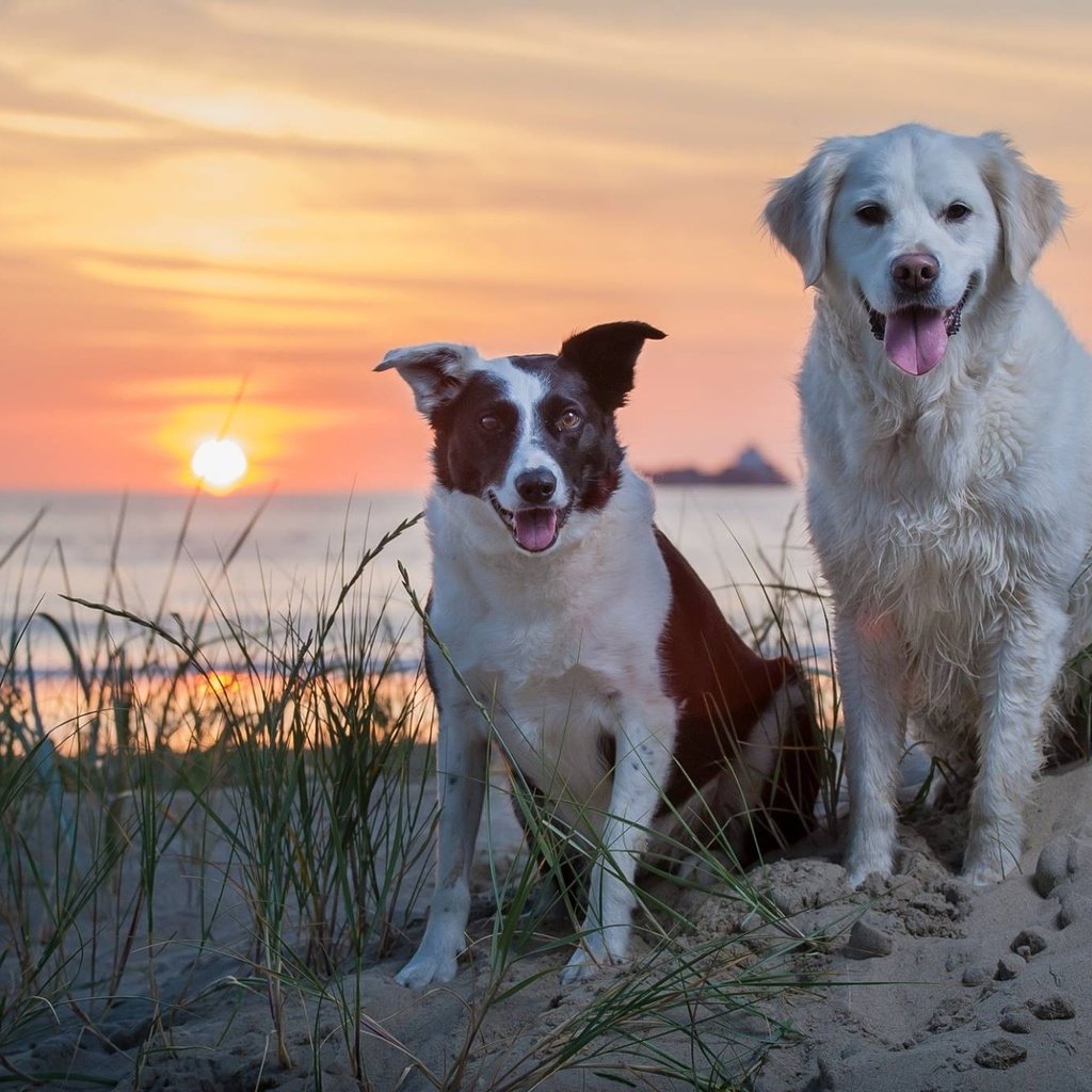 Обои закат, море, песок, собаки, sunset, sea, sand, dogs разрешение 2048x1365 Загрузить