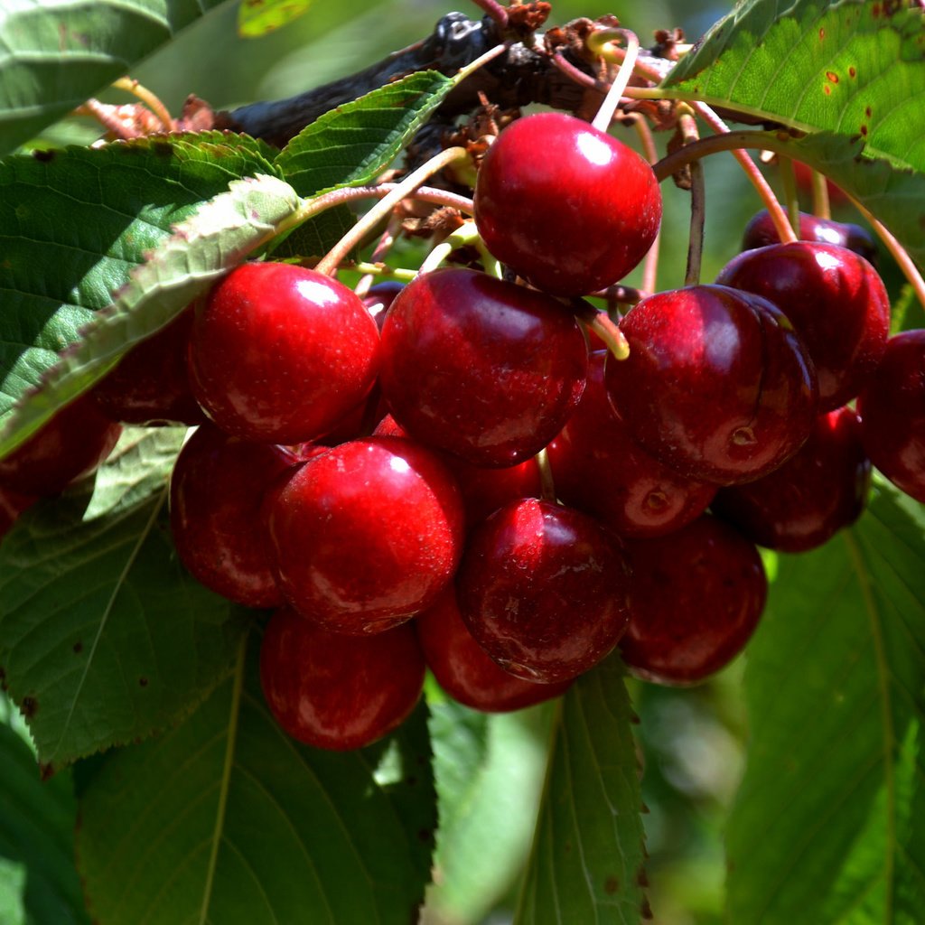 Обои дерево, листья, ветки, черешня, ягоды, вишня, tree, leaves, branches, cherry, berries разрешение 2048x1365 Загрузить