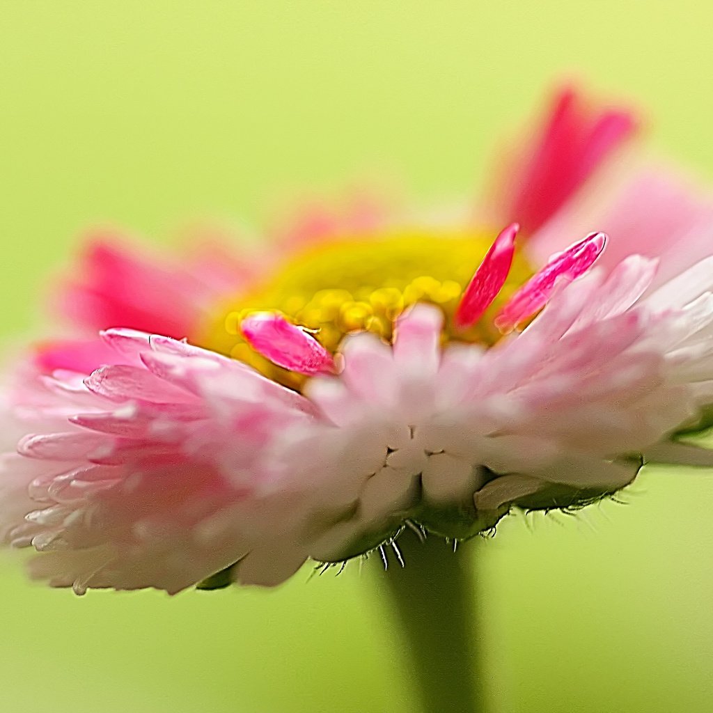 Обои природа, макро, цветок, лепестки, растение, маргаритка, nature, macro, flower, petals, plant, daisy разрешение 2048x1365 Загрузить