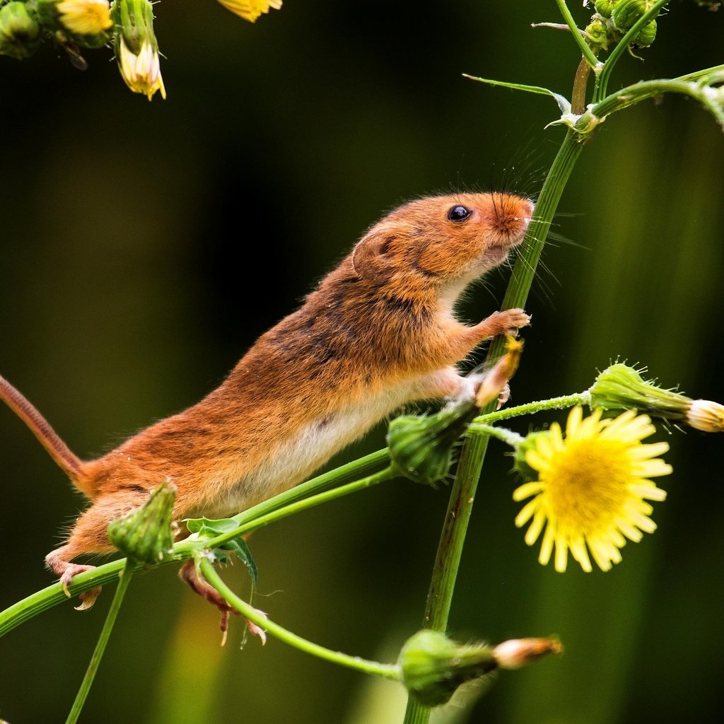 Обои цветы, природа, мышь, хвост, мышка, мышь-малютка, flowers, nature, mouse, tail, the mouse is tiny разрешение 2880x1921 Загрузить