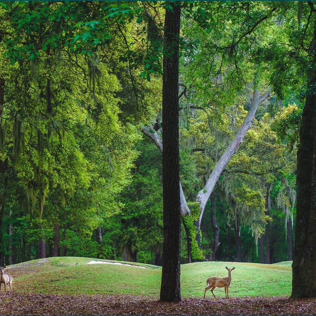 Обои деревья, холмы, пейзаж, парк, олени, trees, hills, landscape, park, deer разрешение 2724x1606 Загрузить