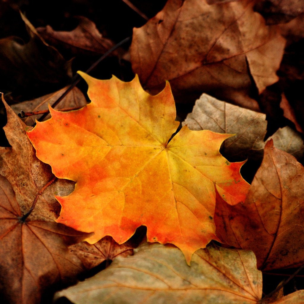 Обои листья, макро, осень, клен, leaves, macro, autumn, maple разрешение 3872x2592 Загрузить