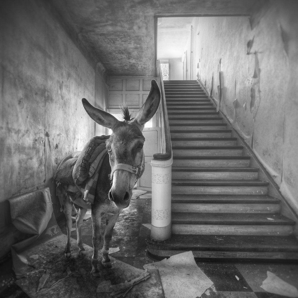 Обои лестница, чёрно-белое, дом, осел, ослик, ladder, black and white, house, donkey разрешение 2560x1613 Загрузить