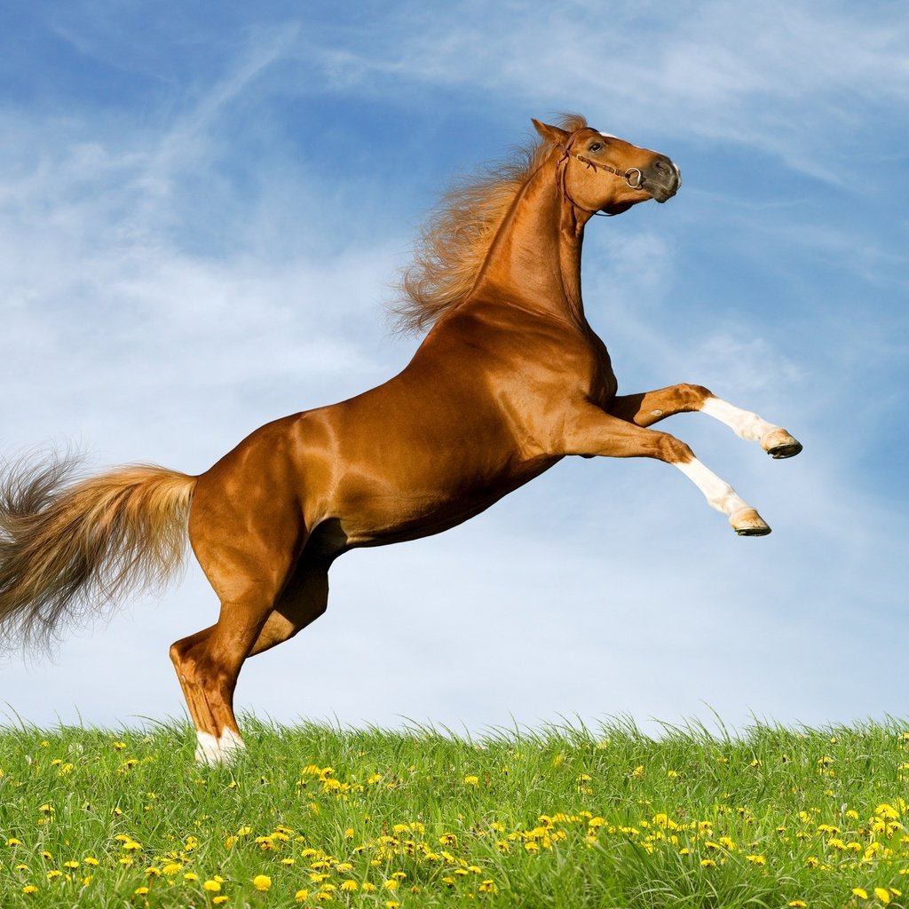 Обои небо, лошадь, поле, лето, одуванчики, конь, коричневый, резвится, the sky, horse, field, summer, dandelions, brown, sports разрешение 2880x2097 Загрузить