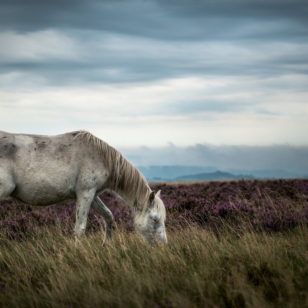 Обои лошадь, природа, пейзаж, horse, nature, landscape разрешение 2048x1365 Загрузить