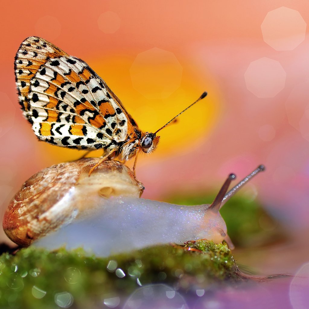 Обои макро, бабочка, улитка, боке, macro, butterfly, snail, bokeh разрешение 2048x1450 Загрузить