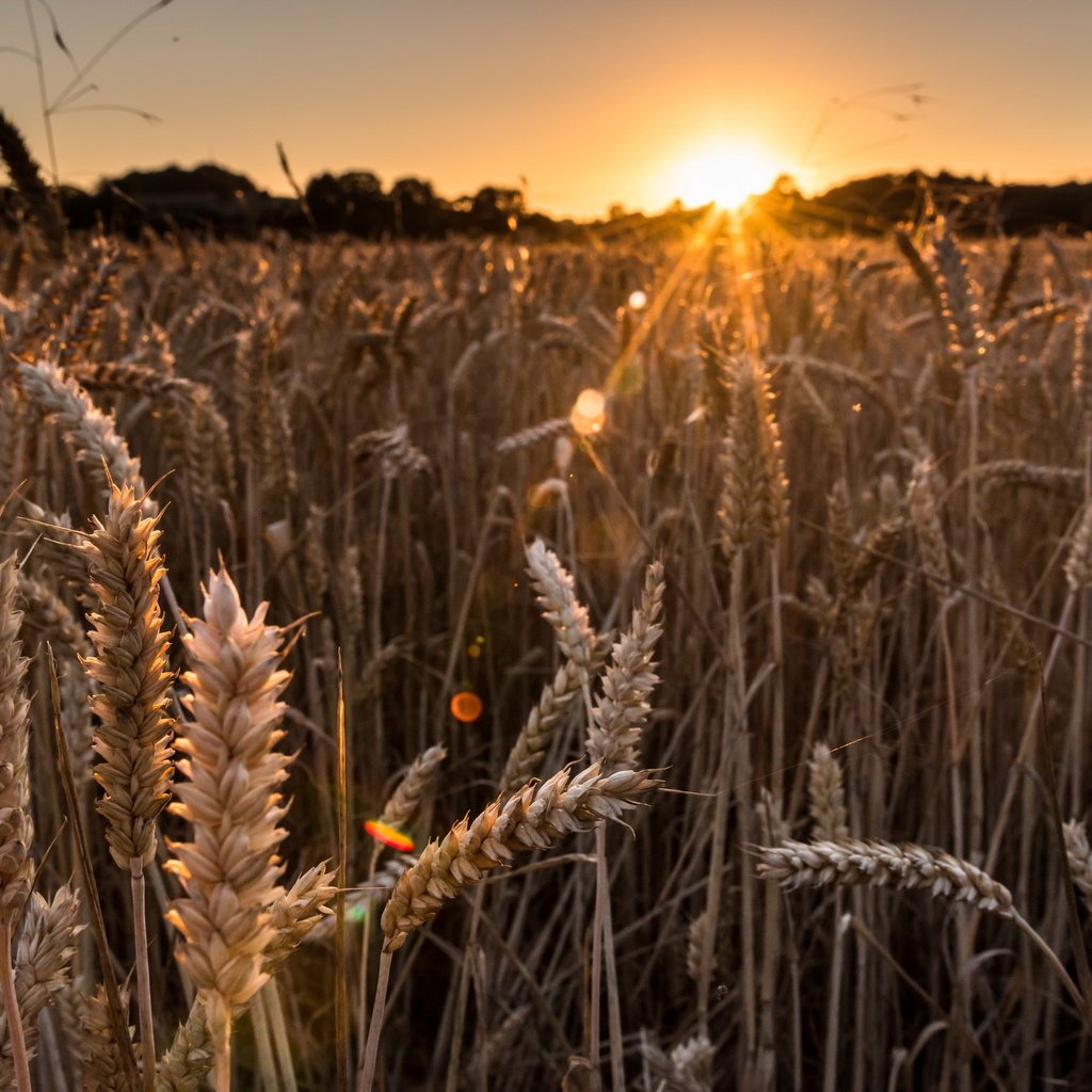 Обои природа, закат, лучи, поле, колосья, пшеница, nature, sunset, rays, field, ears, wheat разрешение 2560x1709 Загрузить