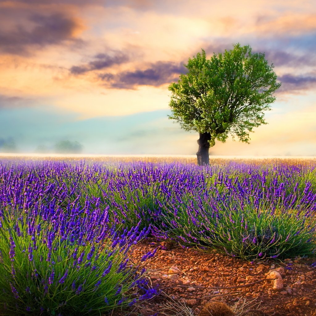 Обои цветы, природа, дерево, поле, лаванда, луг, flowers, nature, tree, field, lavender, meadow разрешение 2047x1293 Загрузить