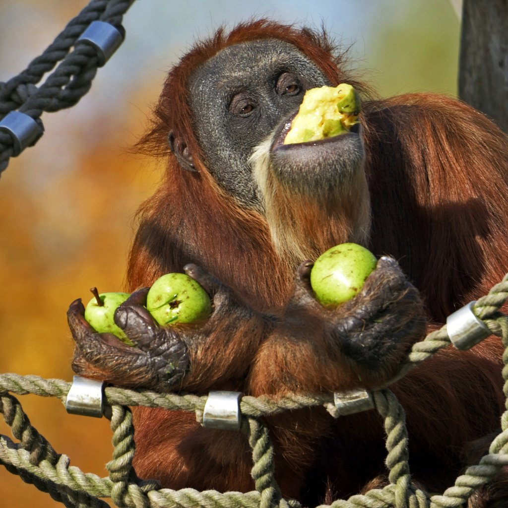 Обои гамак, обезьяна, груши, орангутан, hammock, monkey, pear, orangutan разрешение 2880x1920 Загрузить