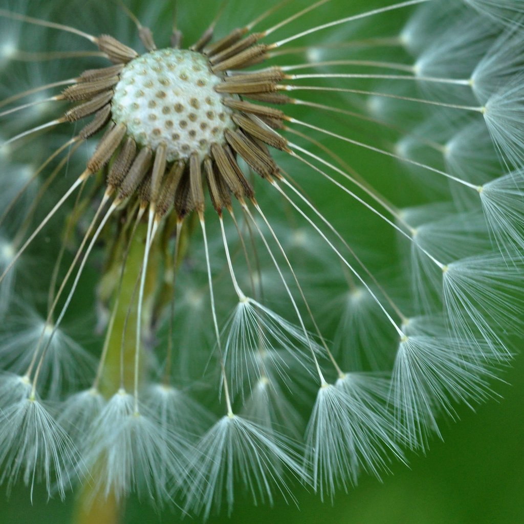 Обои природа, цветок, одуванчик, былинки, nature, flower, dandelion, blade разрешение 2048x1360 Загрузить