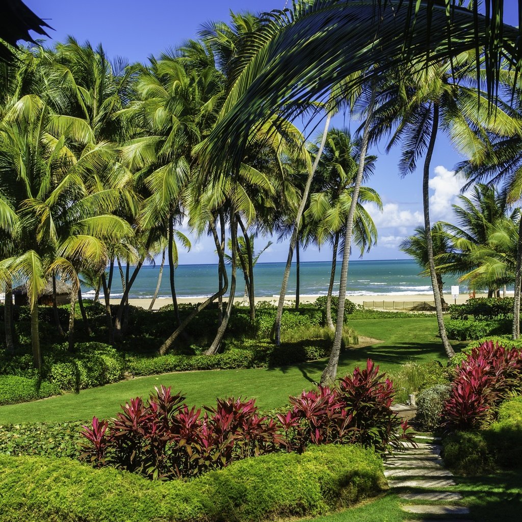 Обои пляж, пальмы, море.берег, сан-хуане, пуэрто-рико, beach, palm trees, sea.shore, san juan, puerto rico разрешение 2880x1959 Загрузить