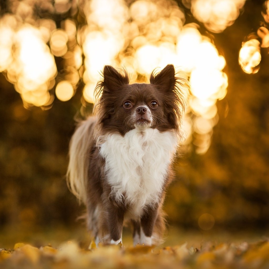 Обои собака, песик, боке, чихуахуа, dog, doggie, bokeh, chihuahua разрешение 2048x1310 Загрузить