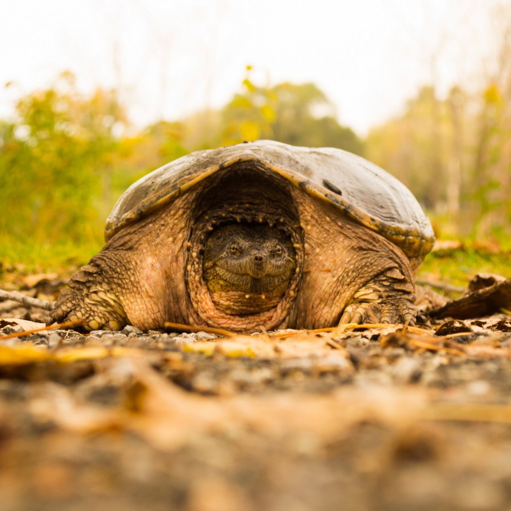 Обои природа, фон, черепаха, nature, background, turtle разрешение 2560x1707 Загрузить