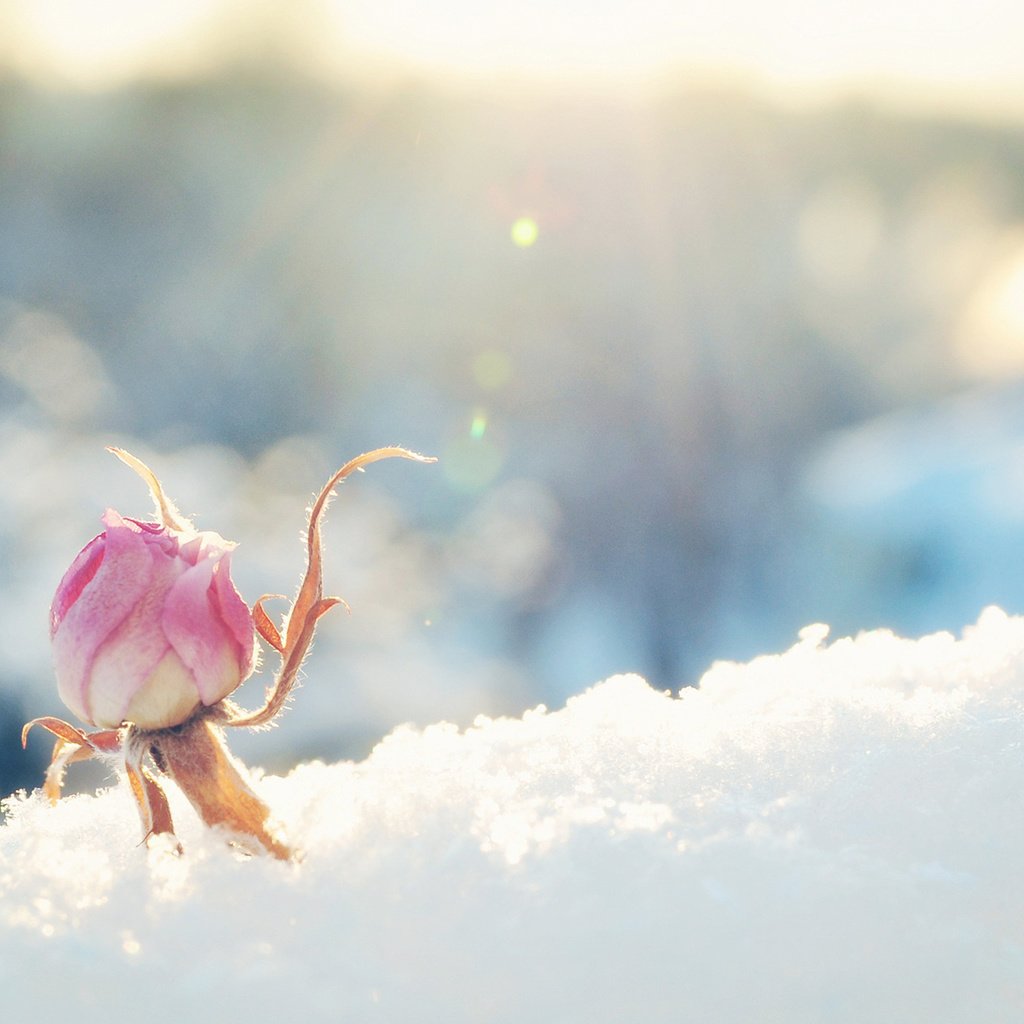 Обои снег, цветок, роза, бутон, розовая, солнечно, snow, flower, rose, bud, pink, sunny разрешение 1920x1200 Загрузить