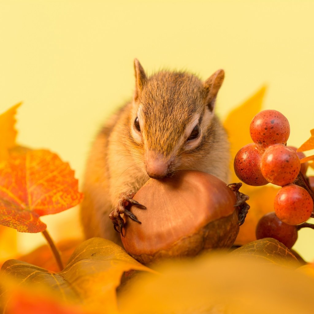 Обои листья, осень, веточка, ягоды, животное, орех, бурундук, грызун, leaves, autumn, sprig, berries, animal, walnut, chipmunk, rodent разрешение 2880x1920 Загрузить