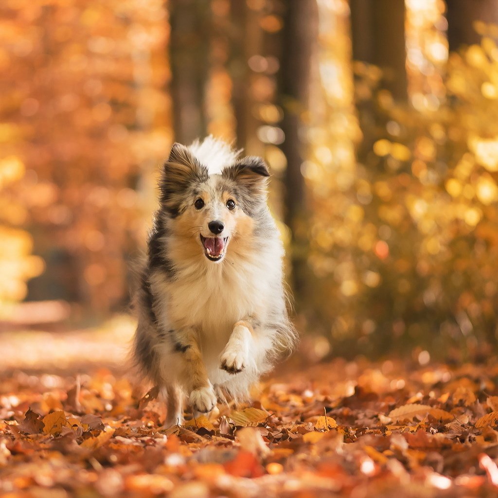 Обои листья, взгляд, осень, собака, друг, шелти, шетландская овчарка, leaves, look, autumn, dog, each, sheltie, shetland sheepdog разрешение 1920x1144 Загрузить
