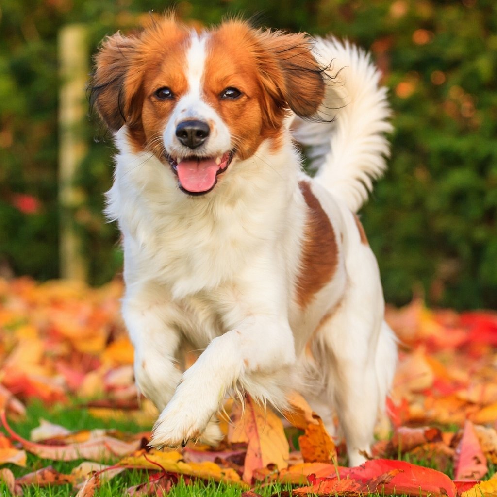 Обои листья, настроение, осень, собака, радость, коикерхондье, leaves, mood, autumn, dog, joy, kooikerhondje разрешение 2560x1707 Загрузить