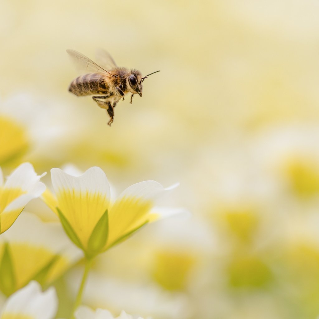 Обои цветы, макро, насекомое, пчела, flowers, macro, insect, bee разрешение 4150x2767 Загрузить