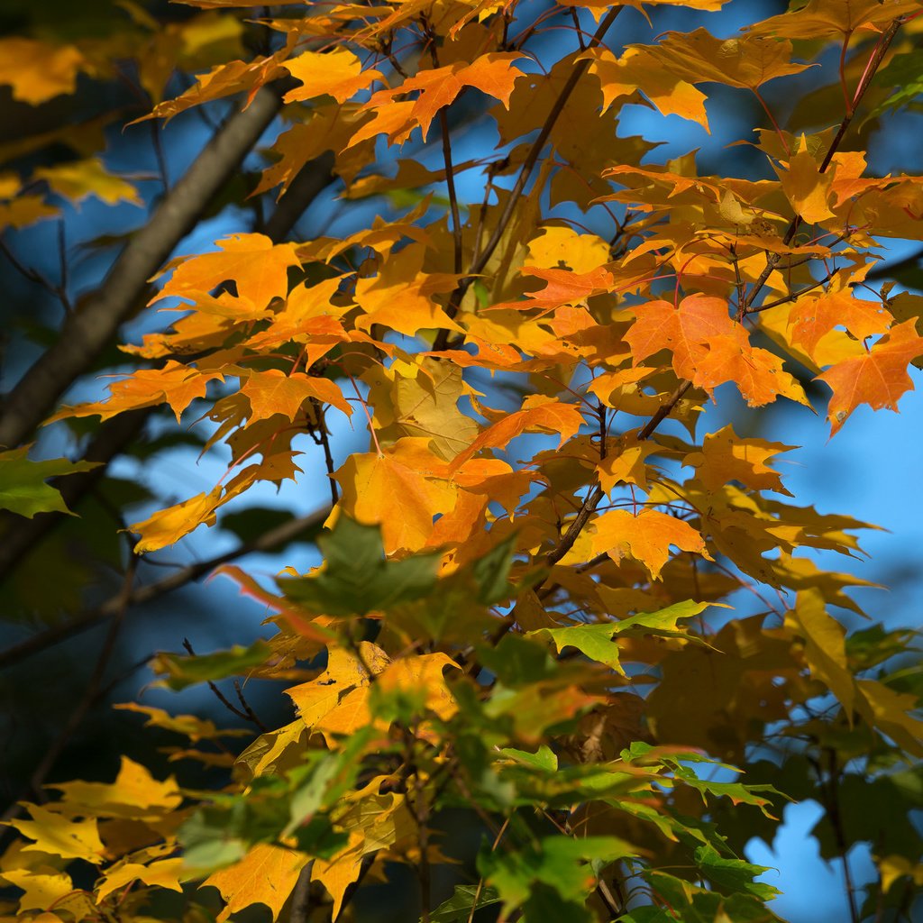 Обои небо, дерево, листья, осень, the sky, tree, leaves, autumn разрешение 2048x1365 Загрузить