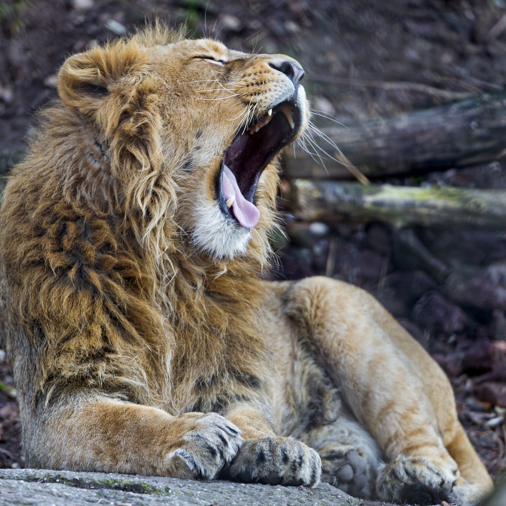 Обои кошка, лев, язык, зевает, ©tambako the jaguar, cat, leo, language, yawns разрешение 2048x1536 Загрузить