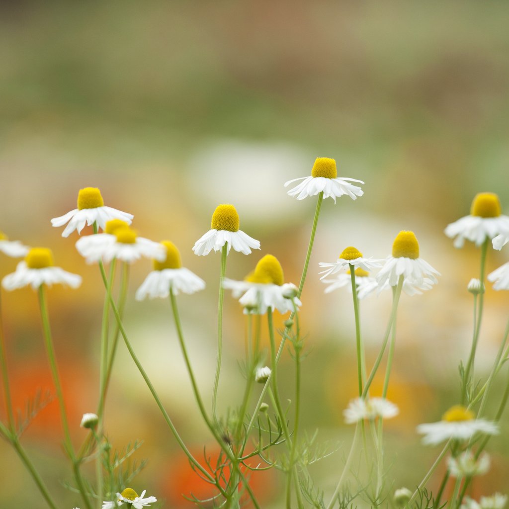 Обои цветы, лепестки, луг, ромашки, flowers, petals, meadow, chamomile разрешение 2048x1326 Загрузить