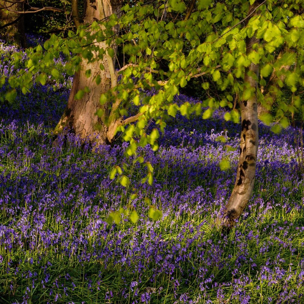 Обои цветы, деревья, ветки, колокольчики, flowers, trees, branches, bells разрешение 2659x1994 Загрузить