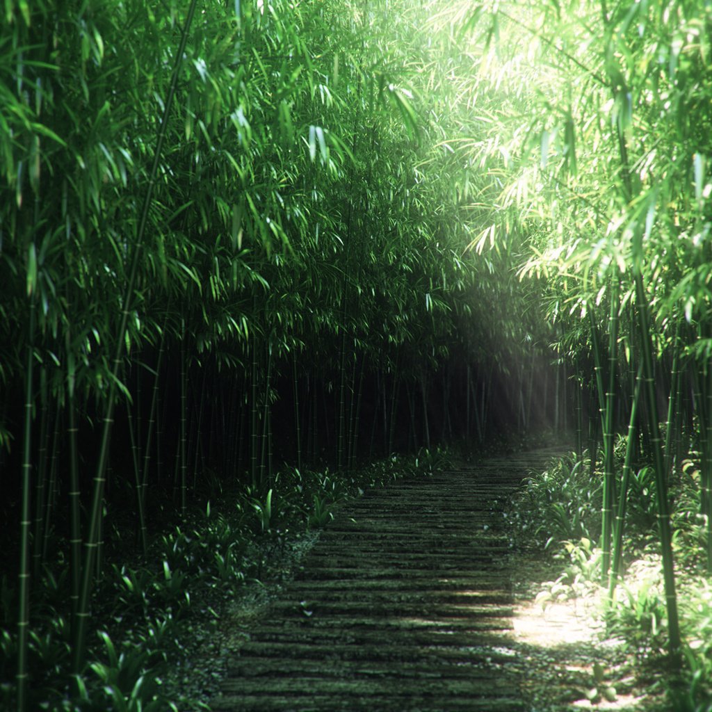 Обои природа, бамбук, заросли, 3д, nature, bamboo, thickets, 3d разрешение 1920x1080 Загрузить