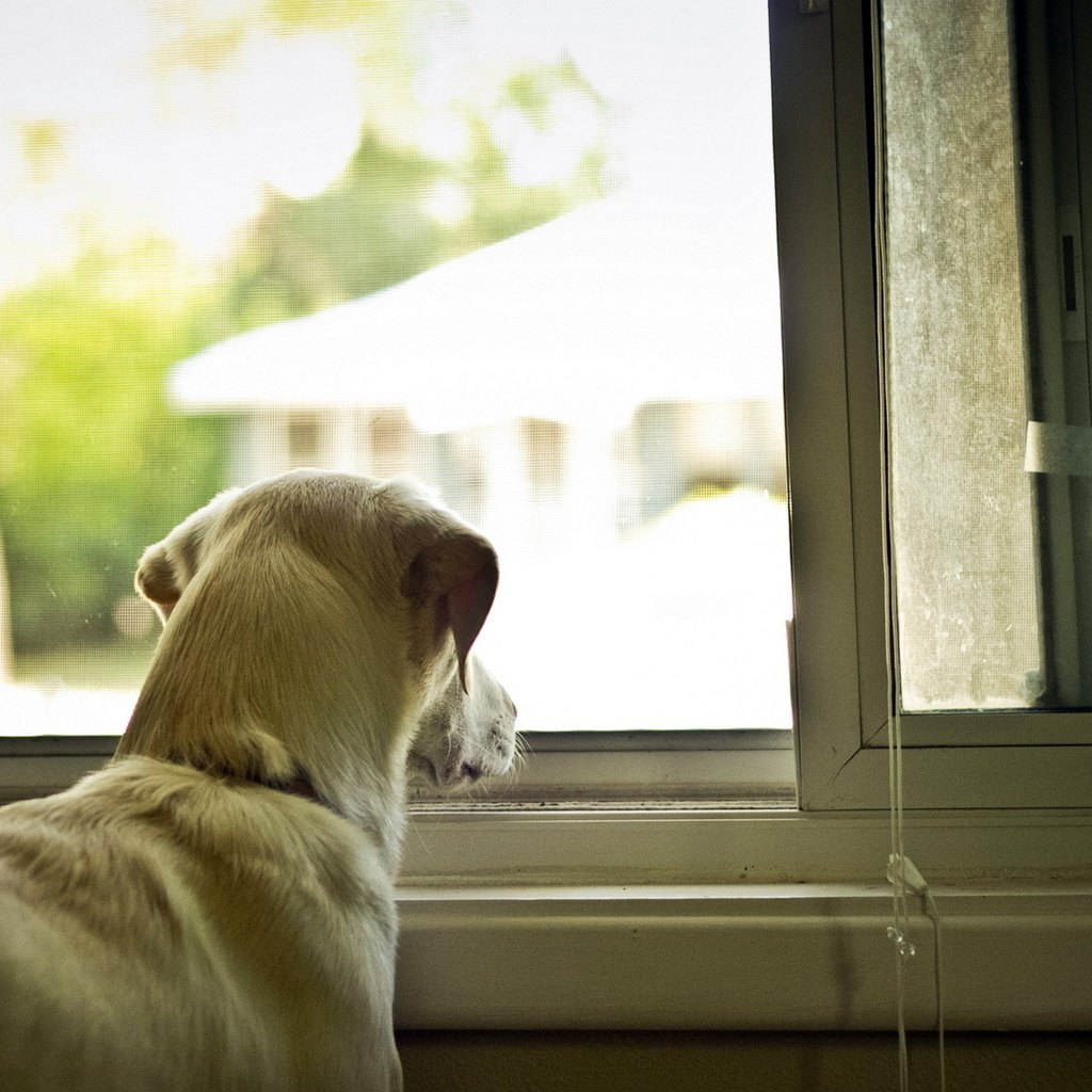 Обои собака, дом, окно, dog, house, window разрешение 1920x1200 Загрузить