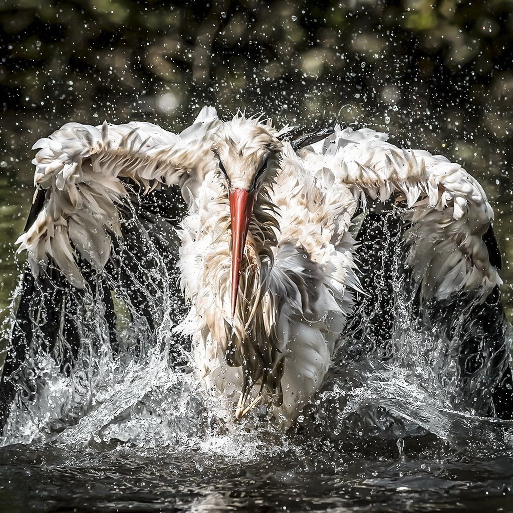 Обои вода, птица, рыбалка, аист, water, bird, fishing, stork разрешение 2047x1103 Загрузить