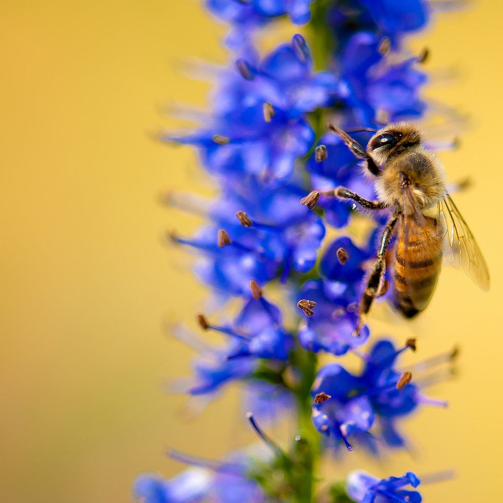 Обои макро, насекомое, цветок, растение, пчела, macro, insect, flower, plant, bee разрешение 2048x1371 Загрузить