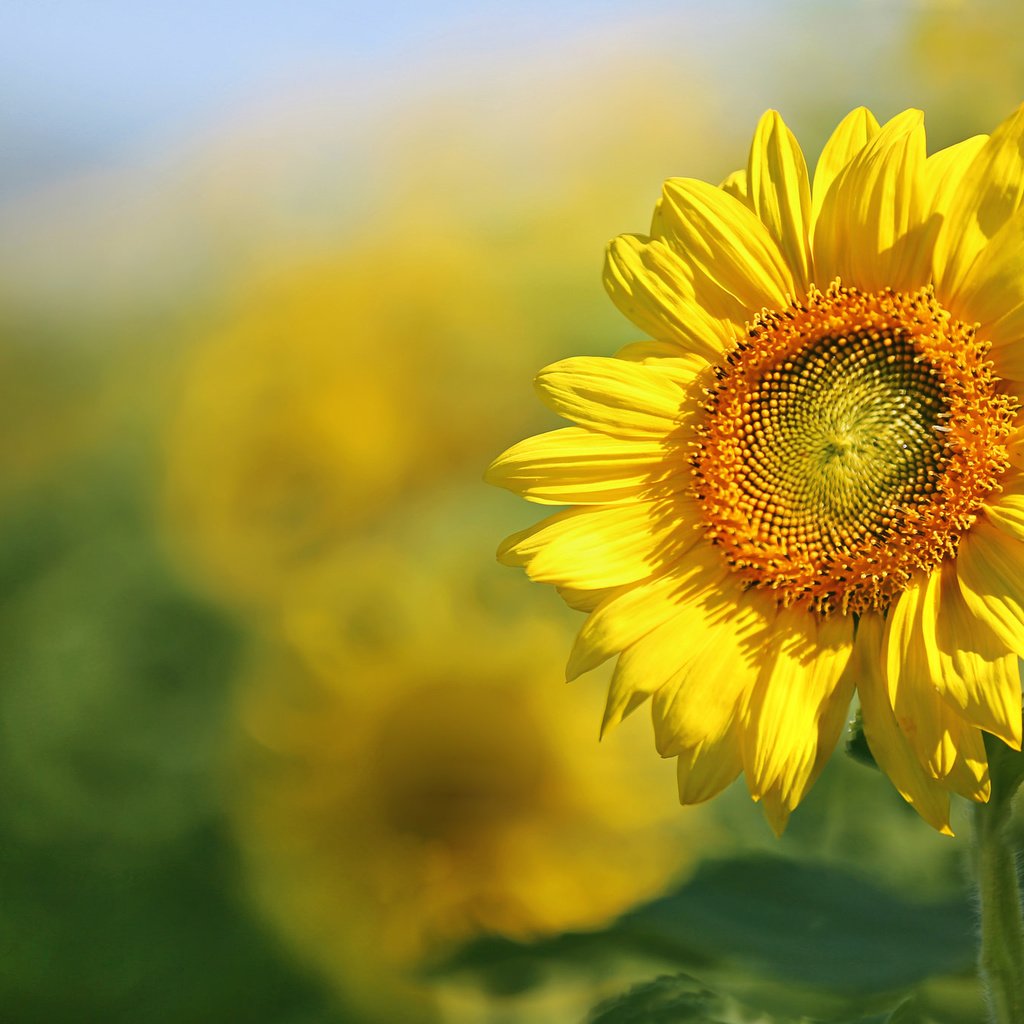 Обои листья, поле, лепестки, подсолнух, leaves, field, petals, sunflower разрешение 2048x1365 Загрузить