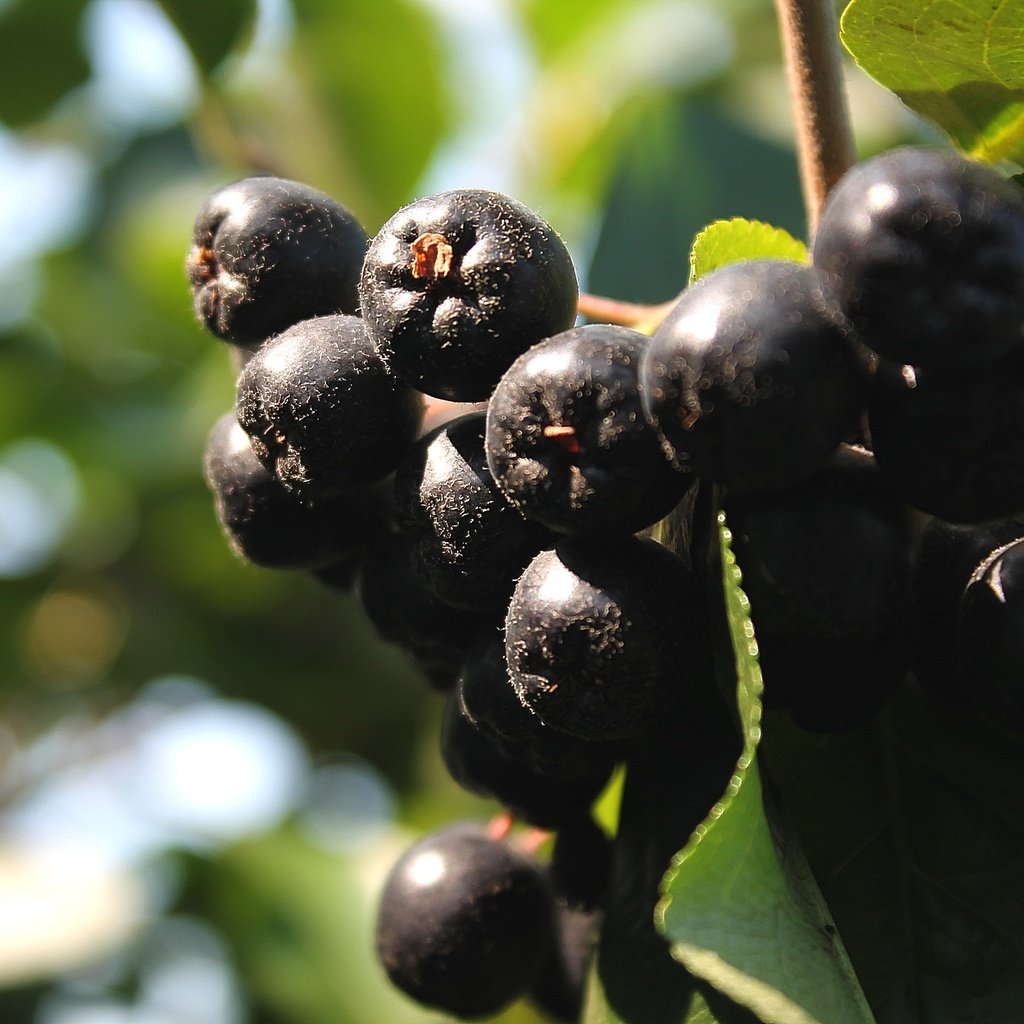 Обои ягоды, гроздь, рябина, арония, черноплодная, berries, bunch, rowan, aronia разрешение 2264x1509 Загрузить