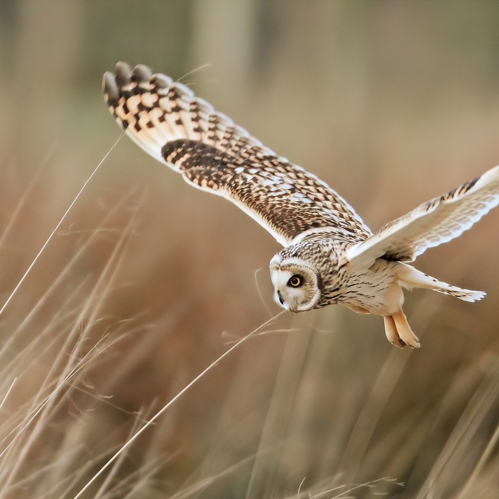 Обои сова, полет, крылья, птица, перья, owl, flight, wings, bird, feathers разрешение 1920x1200 Загрузить