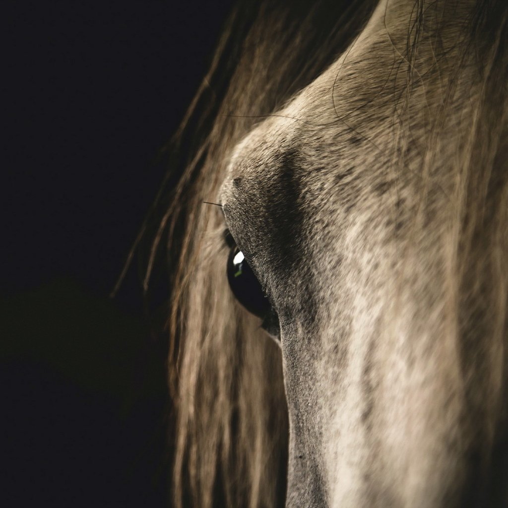 Обои морда, лошадь, макро, конь, face, horse, macro разрешение 1920x1200 Загрузить