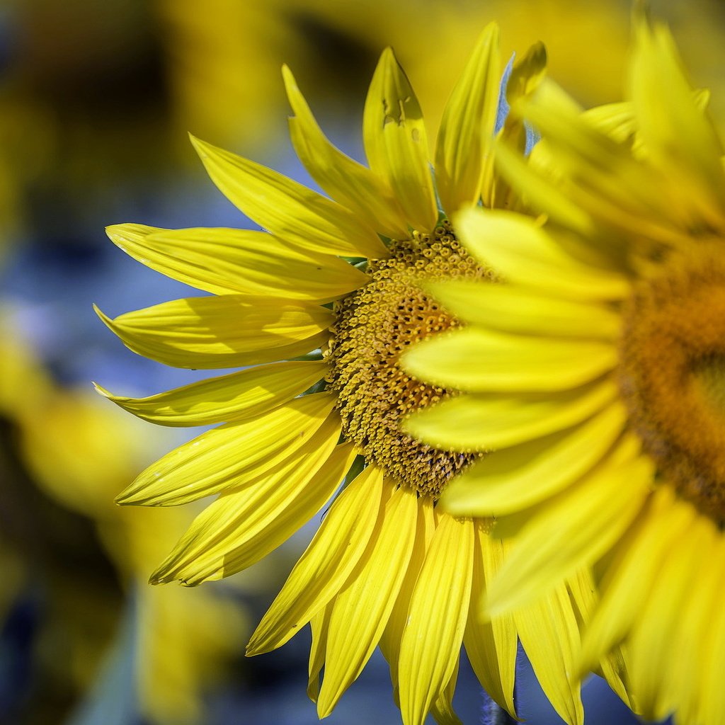 Обои солнце, природа, подсолнухи, the sun, nature, sunflowers разрешение 2046x1220 Загрузить